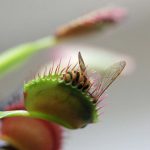 plantas carnívoras contra los insectos